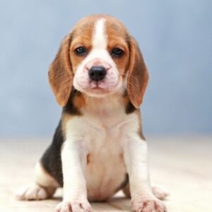 Beagle Puppy