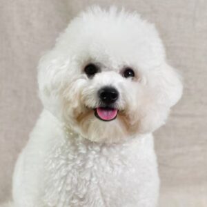 Bichon Frise Puppy