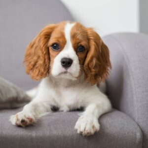 Puppies For Sale In Bangalore