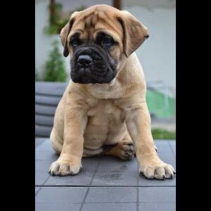 Dogs For Sale In Visakhapatnam