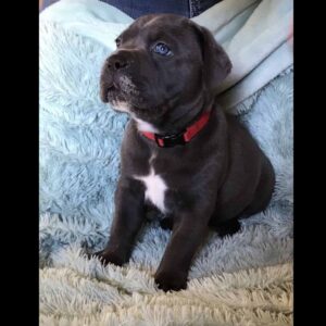 Cane Corso Puppy