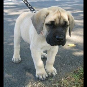 English Mastiff Puppy