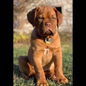 French Mastiff Puppy