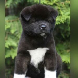 Akita Puppy