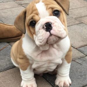 English Bulldog Puppy