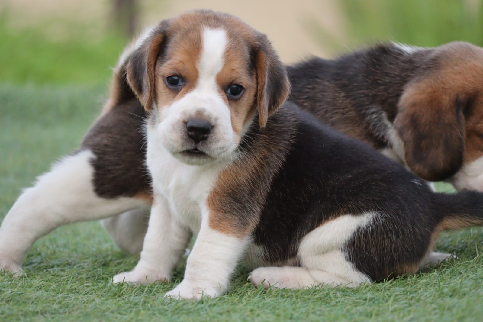 WhatsApp Image 2023-09-13 at 4.04.40 PM