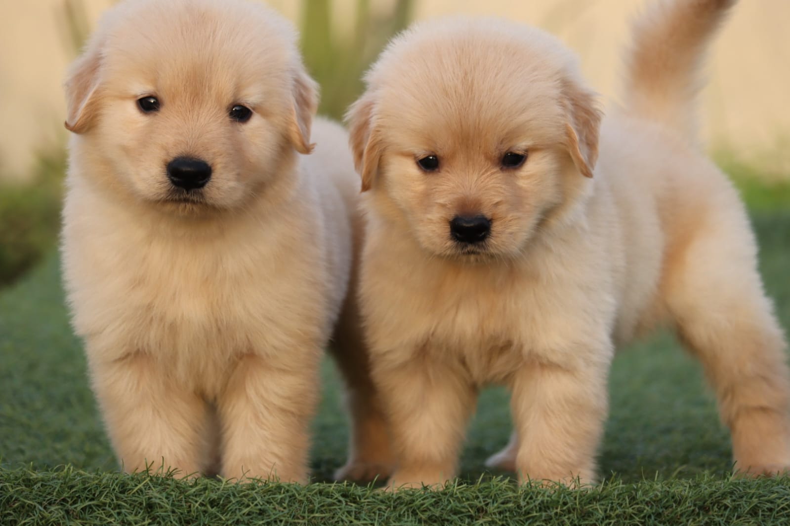 WhatsApp Image 2023-09-13 at 4.06.55 PM