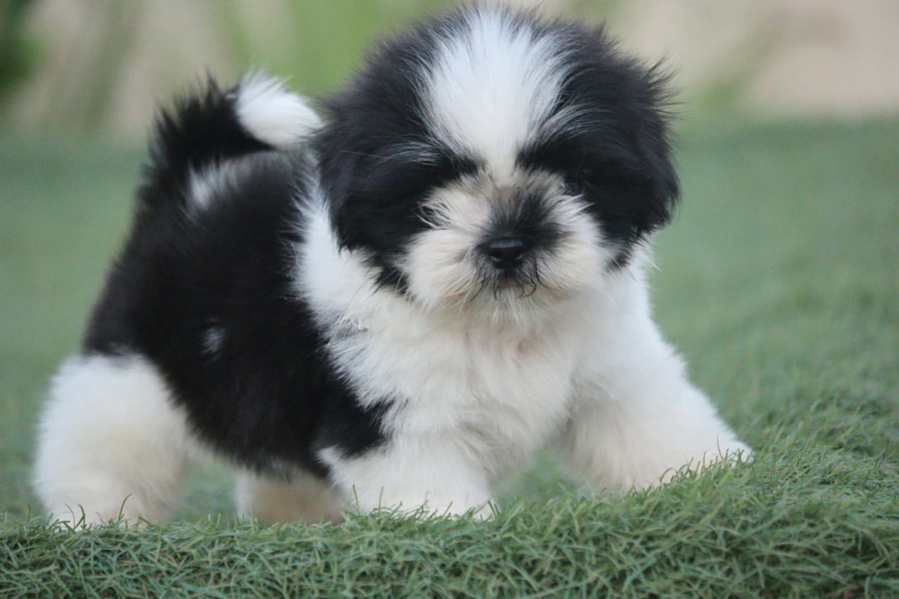 WhatsApp Image 2023-09-13 at 4.07.08 PM (1)