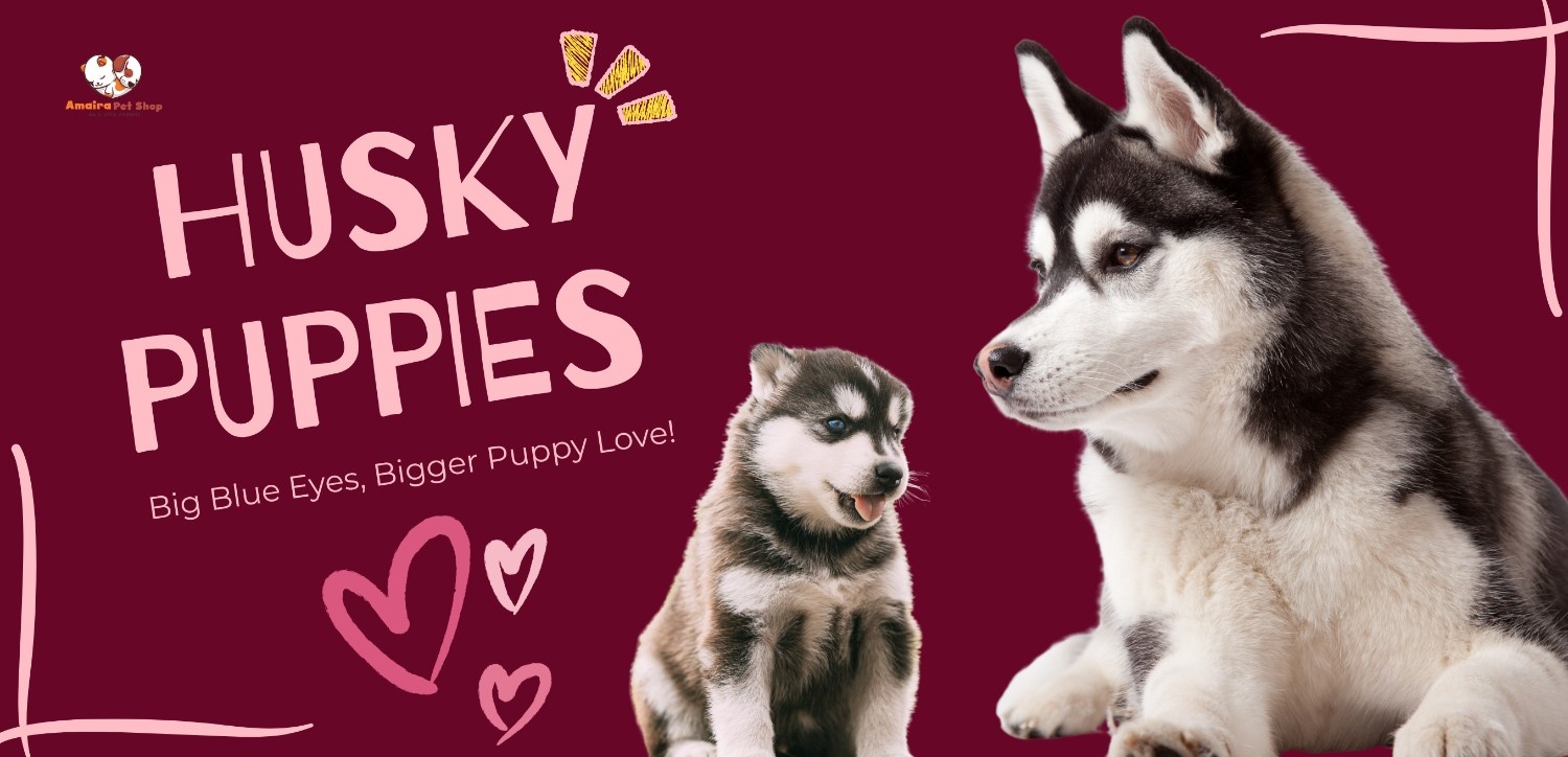 Best Dogs For Sale In Lucknow